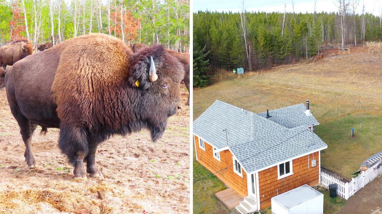 This Ranch For Sale In The Boonies Of BC Comes With 61 Bisons & So Much Land