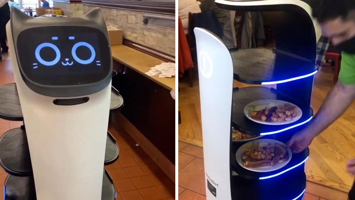 This Restaurant Near Ottawa Has A Robot Cat That Serves Food & Sings 'Happy Birthday'