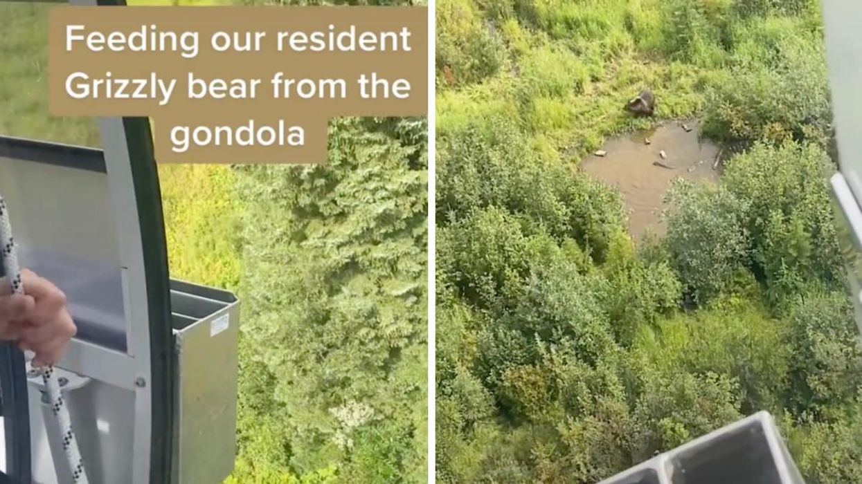 This TikTok Video Of A Rescued BC Grizzly Being Fed From A Gondola Will Warm Your Heart