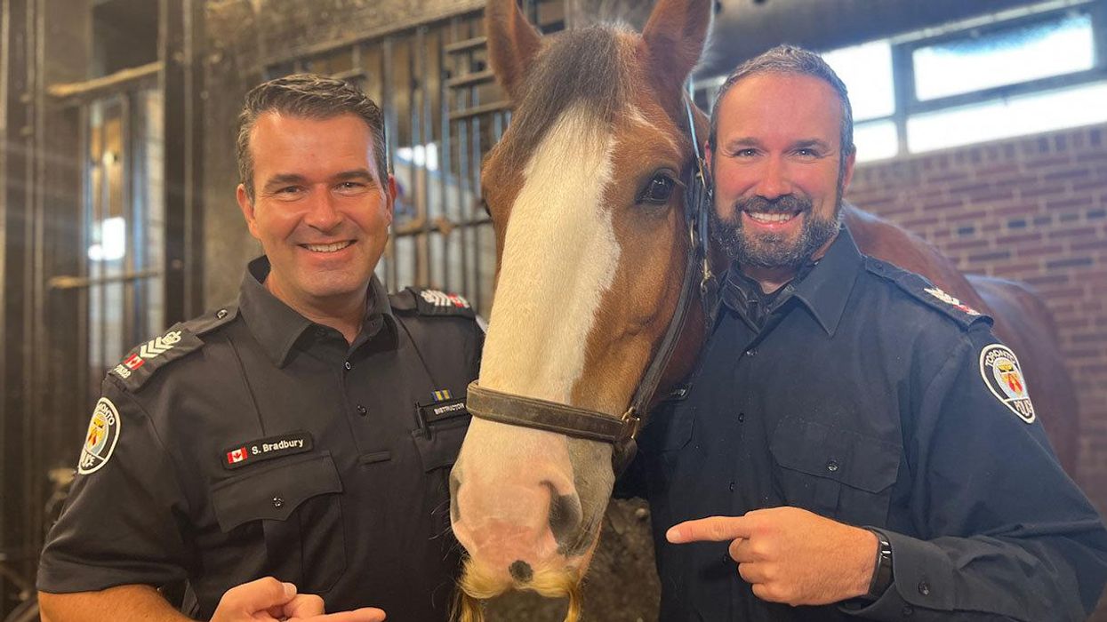 This Toronto Police Horse Has A Very Impressive Moustache That Many Can Only Dream Of