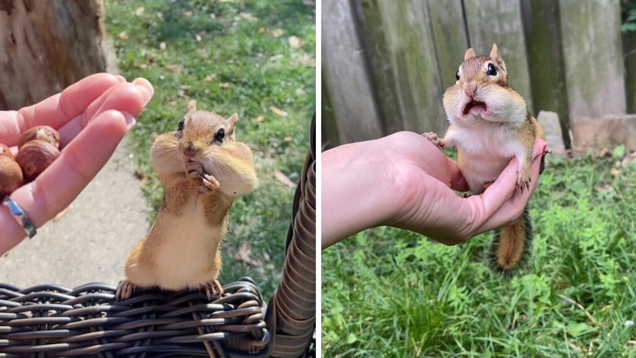 This Toronto TikToker Has Nearly 3 Million Followers & He's Literally A Tiny Chipmunk
