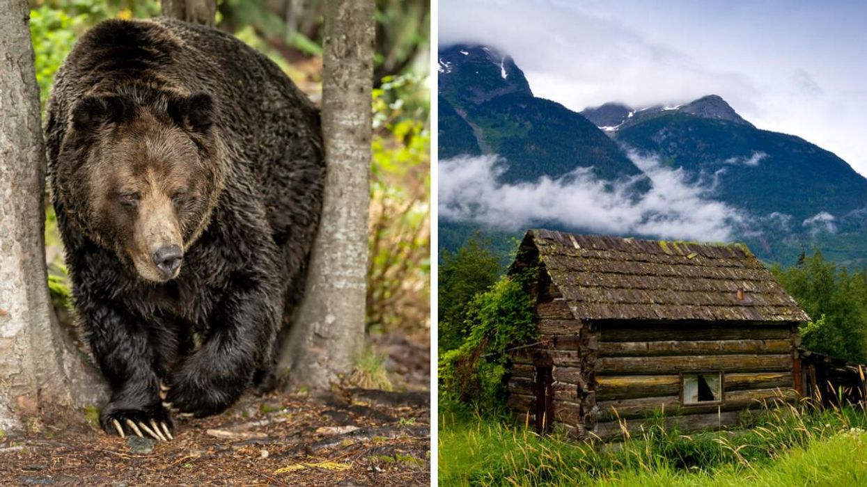 This Town In The Boonies Of BC Has Some Of The Best Spots For Watching Grizzlies