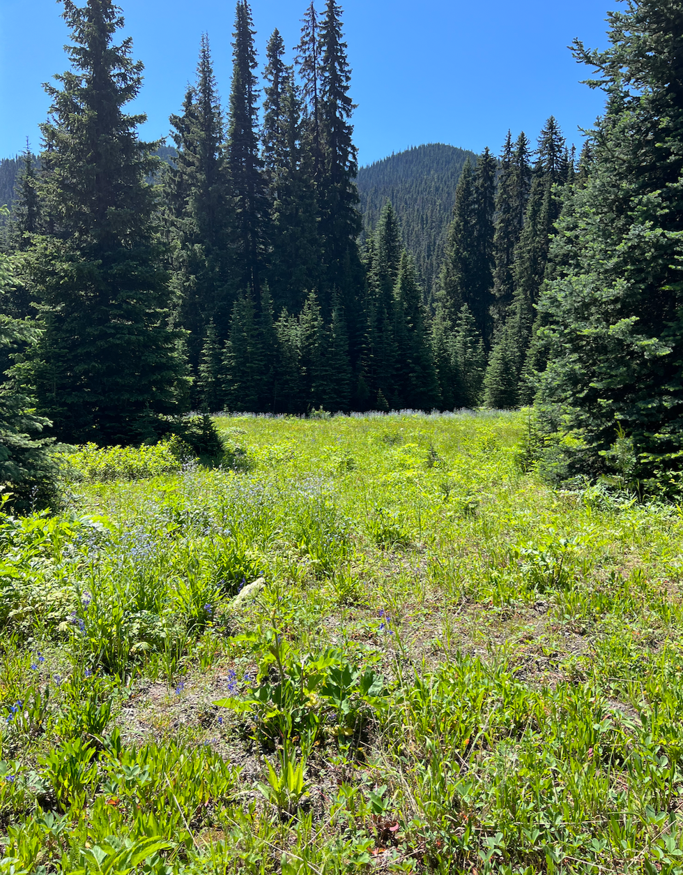 Three Falls Trail in E.C. Manning Park, B.C.