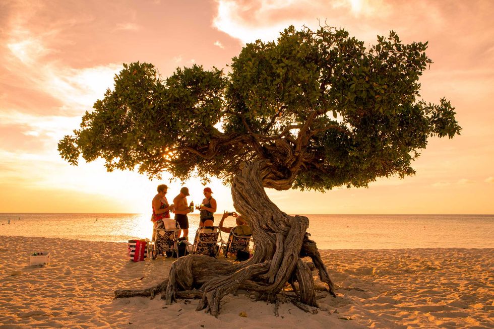 Three friends with beach chairs underneath a fofoti tree at sunset on Eagle Beach, Aruba.