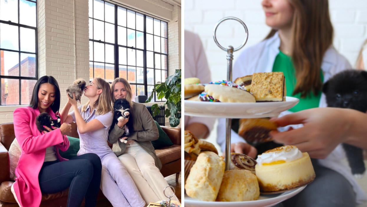 Three girls gushing over puppies. Right: A tray of scones and desserts.