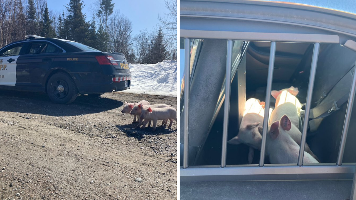 Three piglets spotted off Highway 17. Right: Piglets in the back of the cop car.