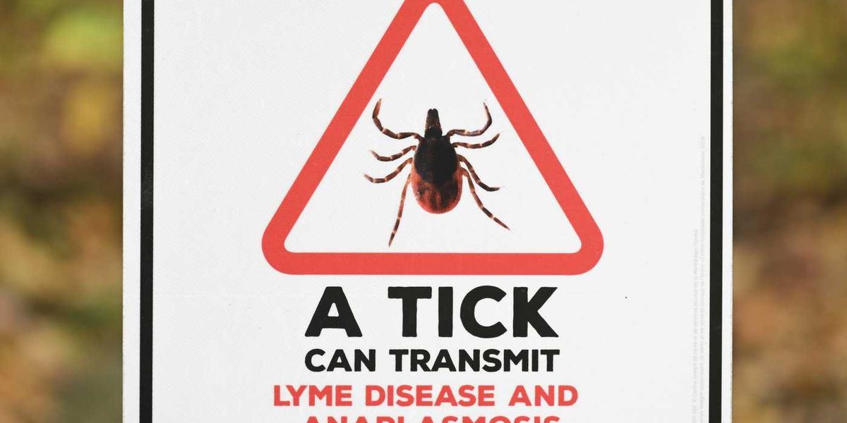 Lyme disease isn’t the only tick-borne illness. Anaplasmosis is on the rise: doctors Lyme disease isn’t the only tick-borne illness. Anaplasmosis is on the rise: doctors