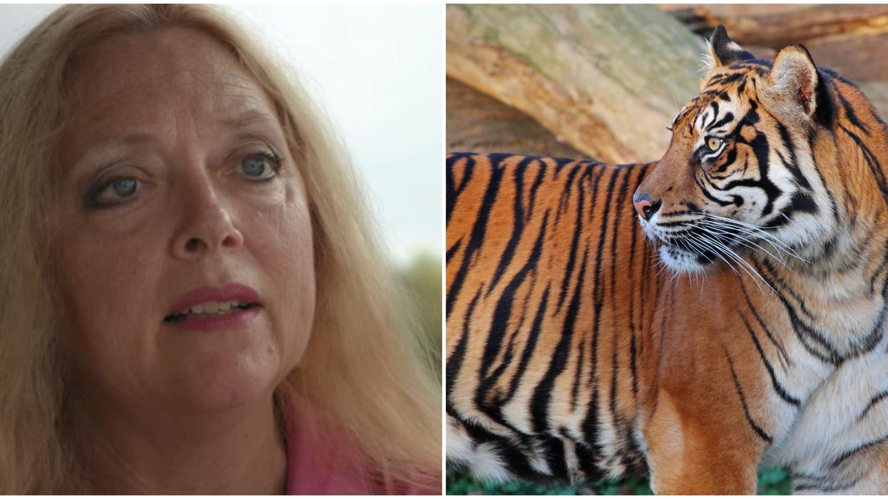 Tiger King Star Carole Baskin Speaks Out For The First Time Since Series Aired