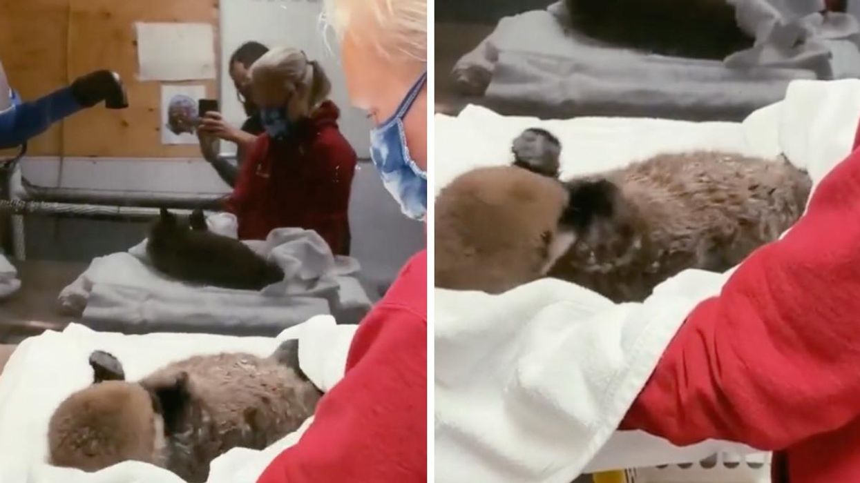 TikTok of a baby sea otter dancing. Right: TikTok of a baby sea otter dancing.