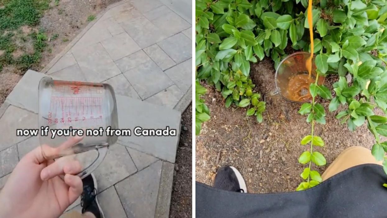 TikToker chefthomson showing how Canadians get gravy for poutine from "pooteen plants."