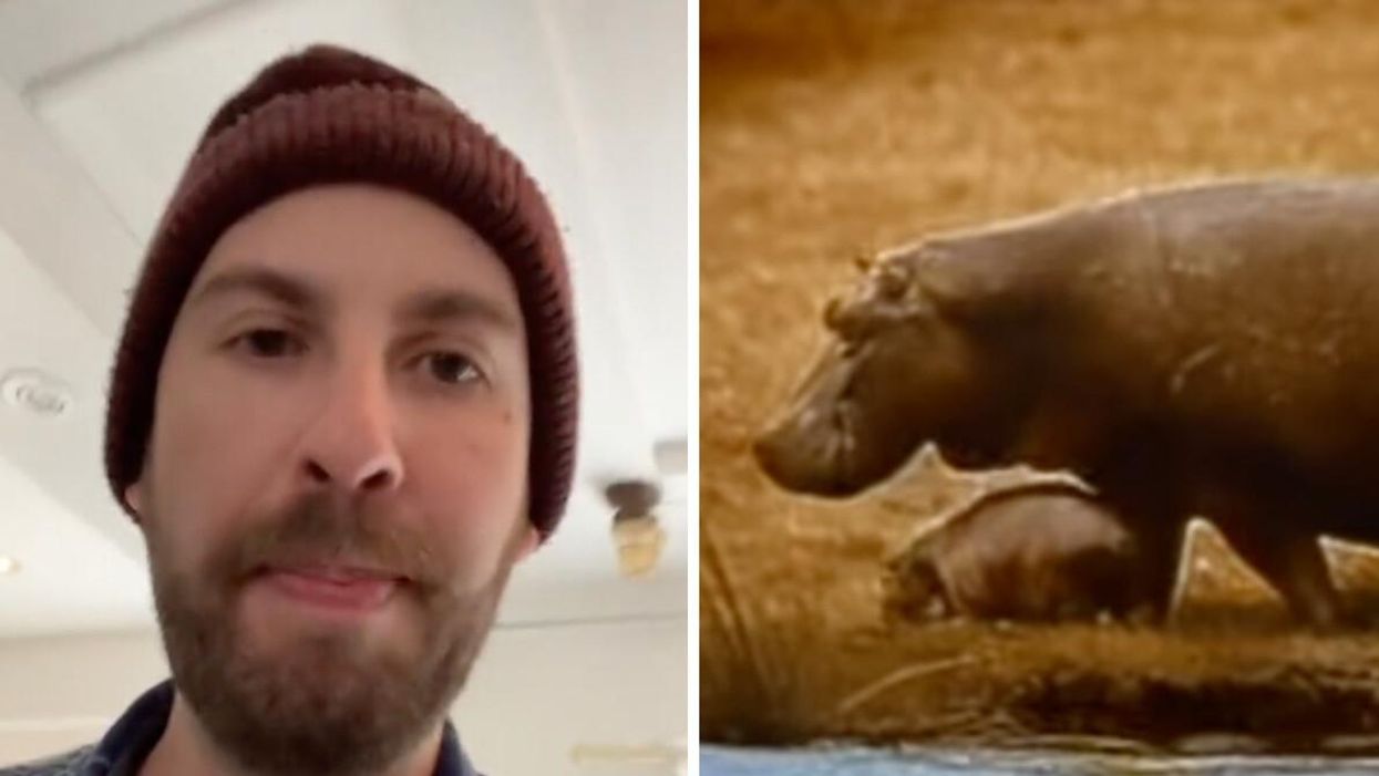 TikToker jimmerplslikeme explaining the house hippo infestation. Right: A house hippo.