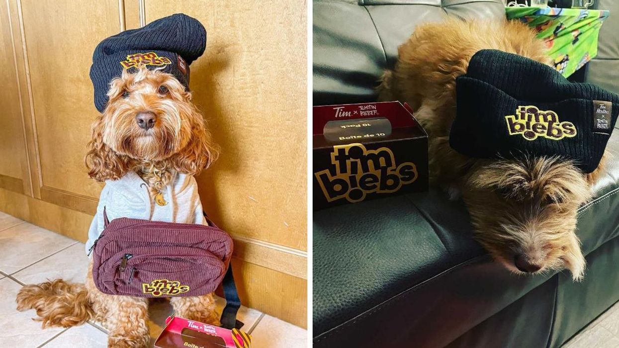 Timbiebs Merch Is A Hit With Our Four-Legged Friends & It's Pretty Darn Cute (PHOTOS)
