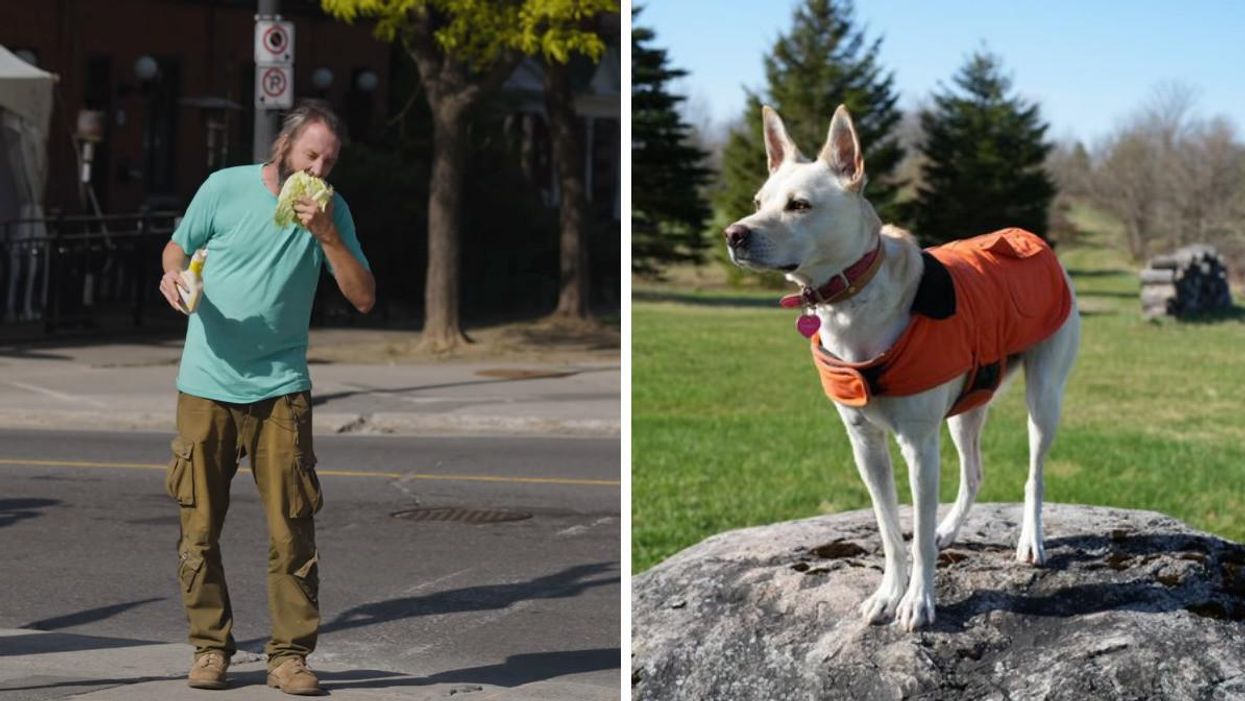 Tom Green eating lettuce in ByWard Market. Right: Tom Green's dog Charlie.