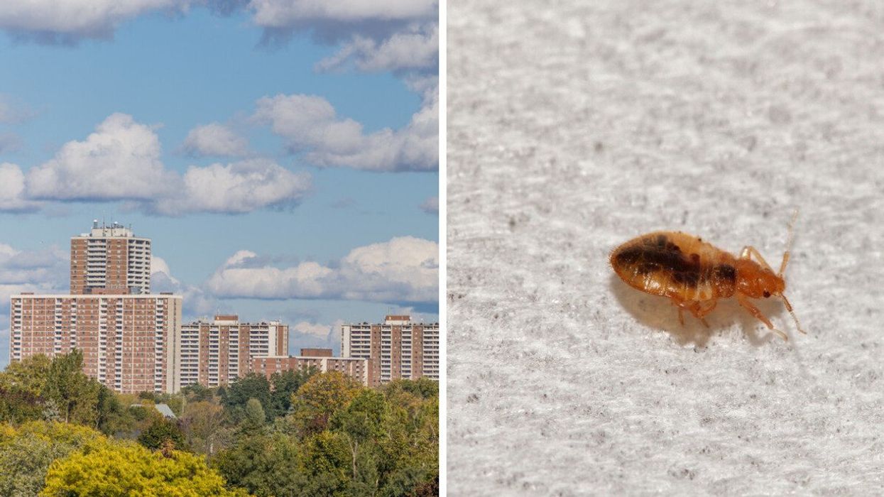 Toronto apartment. Right: A photo of a bed bug