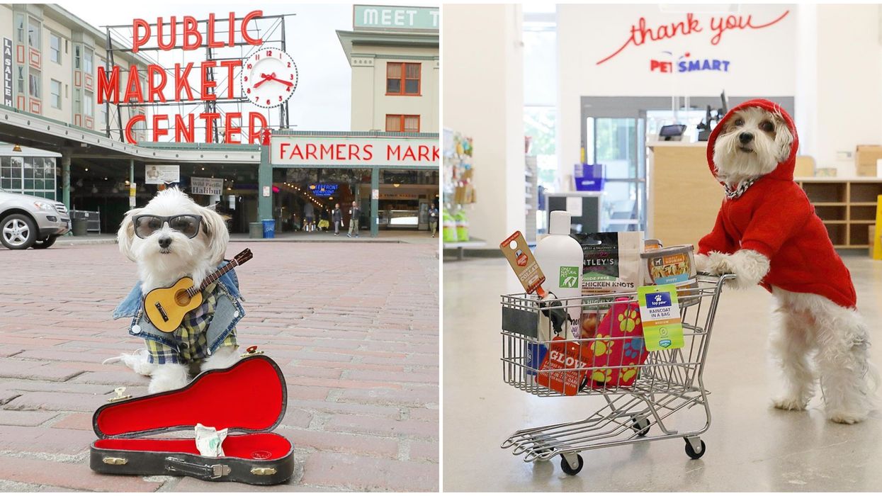 Toronto Best-Dressed Dog Is More Stylish Than Most Humans (PHOTOS)