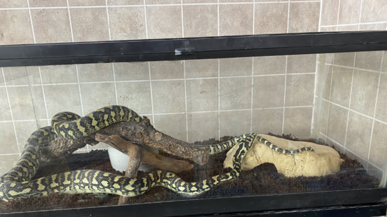 Toronto Carpet Python Was Found Hanging Out In A Shed Last Week (VIDEO)