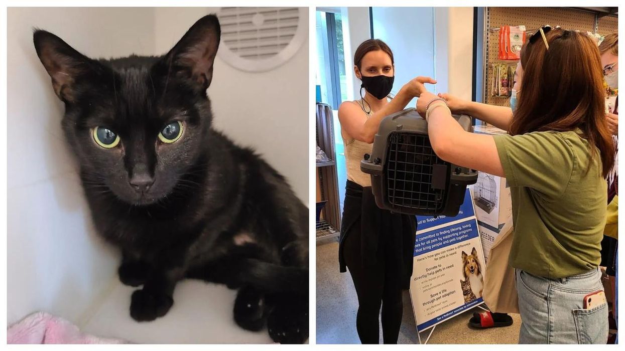 Toronto Cat Adoption Event Runs All Weekend & Is Certifiably Adorable