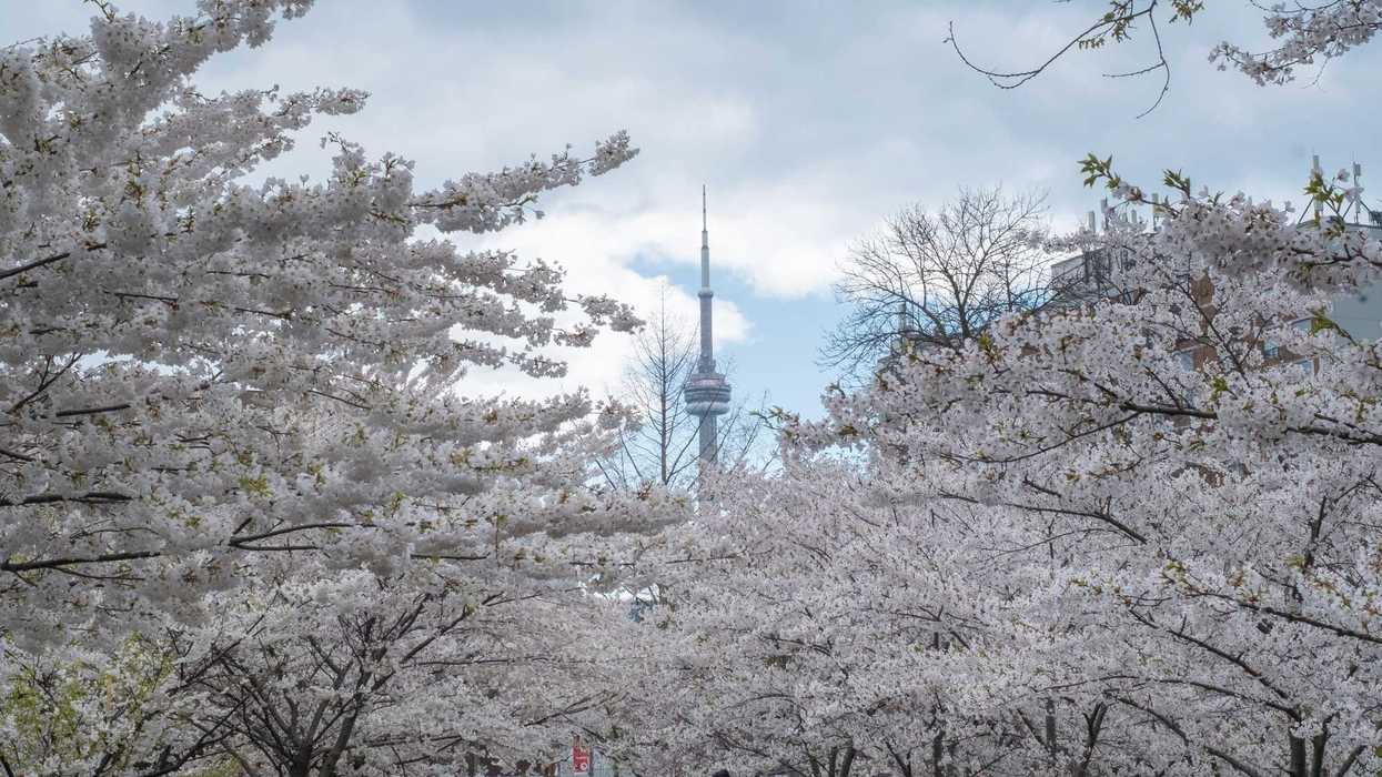 toronto cn tower behind blossoming trees