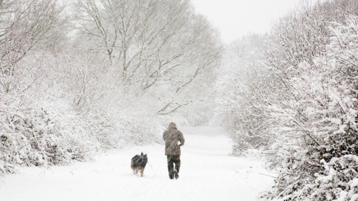 Toronto Confirms A Case Of Rabies & Are On The Hunt For A Dog Who May Have Been Exposed