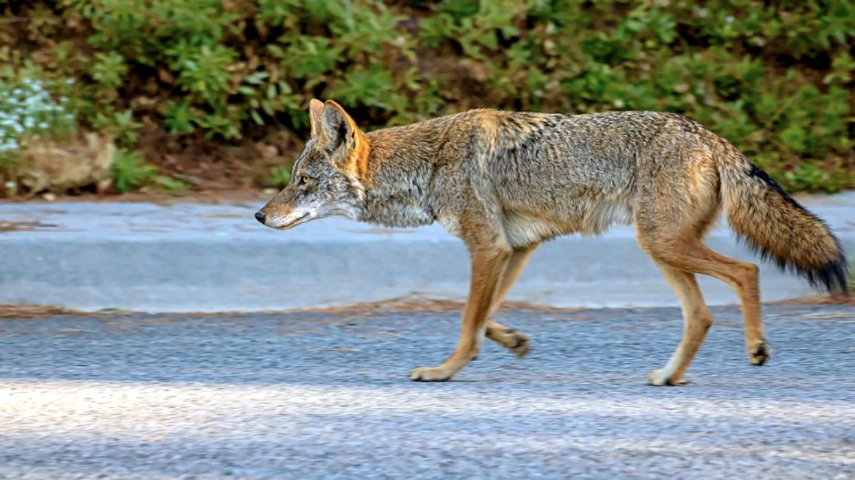 Toronto Coyote Attacks Have Killed 2 Dogs This Month, According To The City
