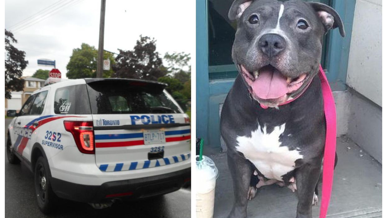 Toronto Dog Stolen After Owner Was Shoved To The Ground