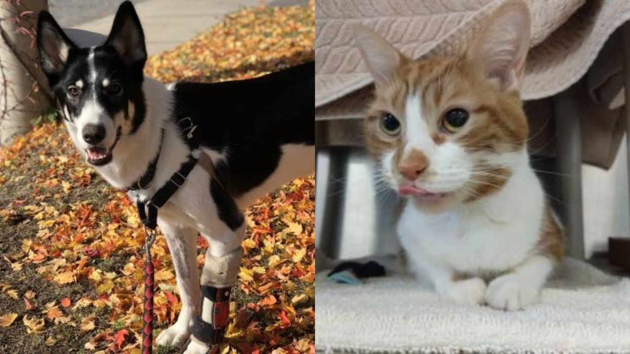 Toronto Humane Society Has So Many Pets That Are Available For Adoption Right Now