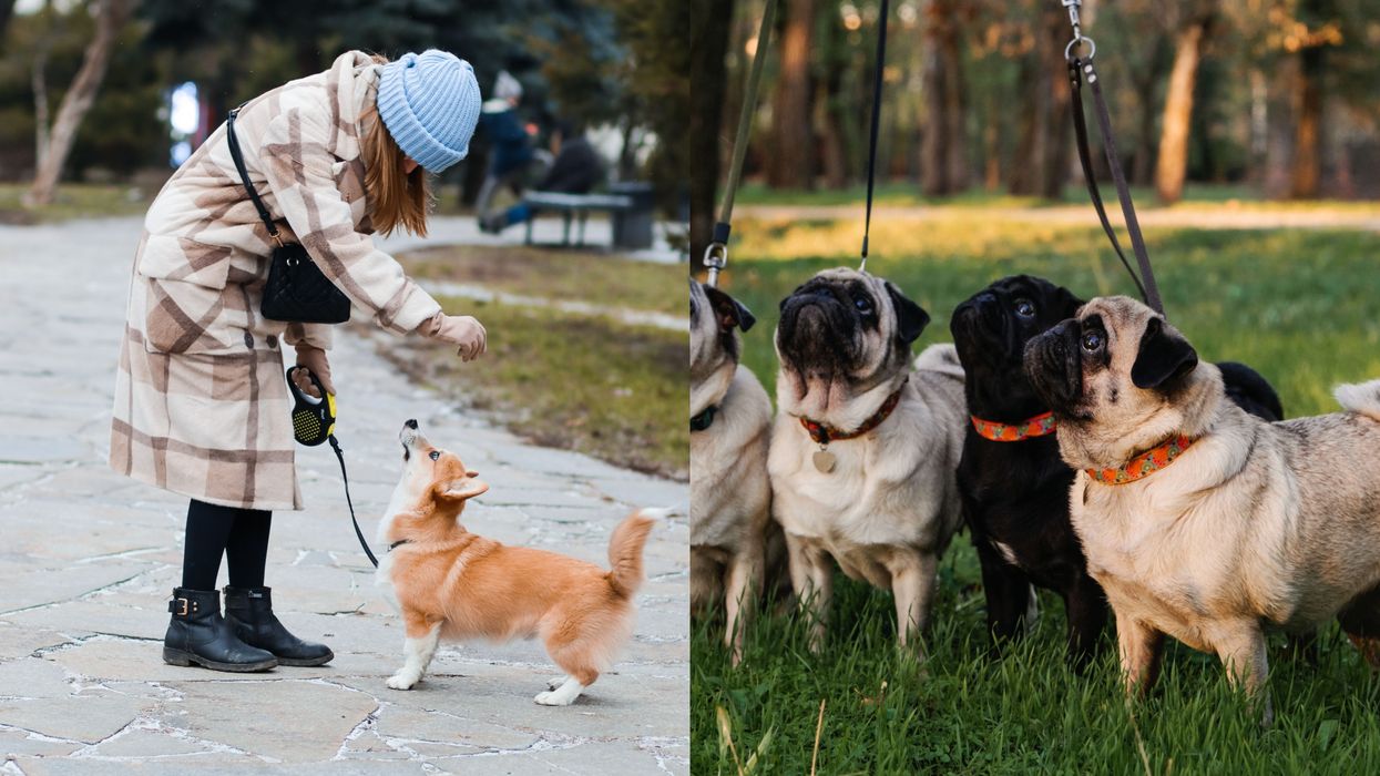 Toronto Jobs That Will Pay You Up To $20 An Hour To Walk Dogs Outside