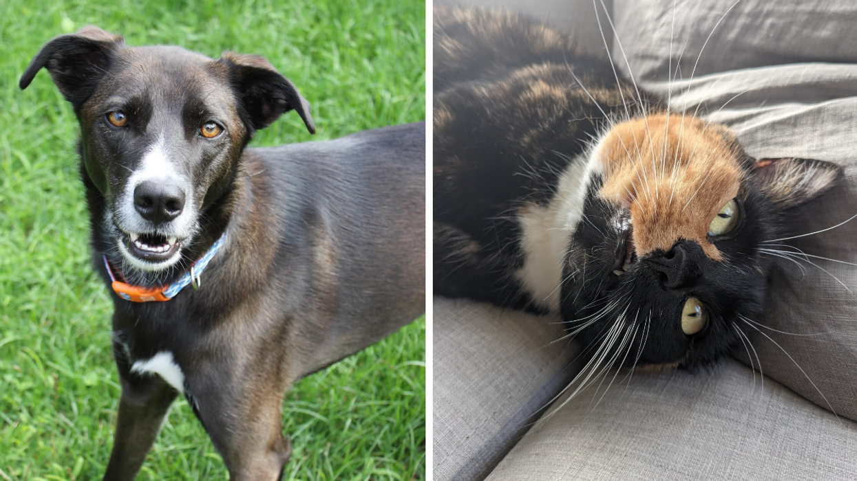 Toronto Just Topped The List For The Most Pet-Friendly City In Canada & That's Pawesome