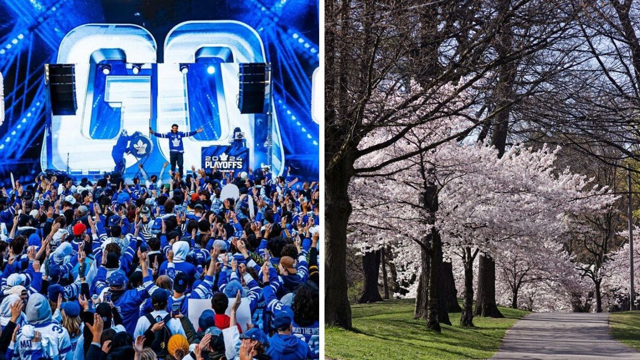 Toronto Maple Leafs celebration. Right: Cherry blossoms in High Park.