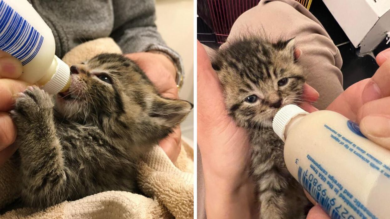 Toronto Pet Store Rescued Kittens From A Trash Can On One Of The Coldest Nights This Year