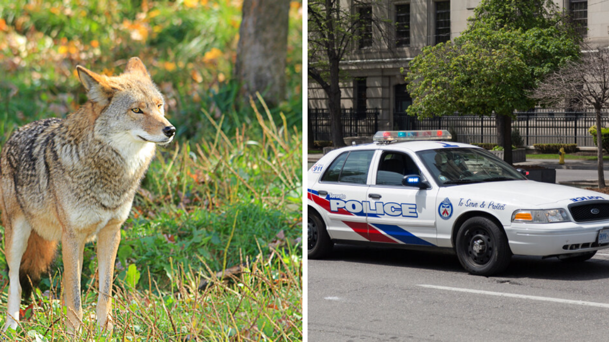 Toronto Police Have Fatally Shot A Coyote That Was In A North York School Yard