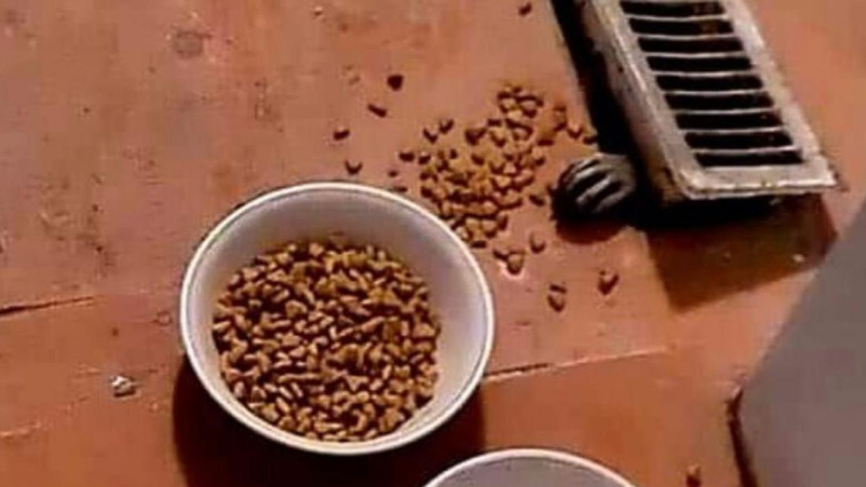 Toronto Raccoon Breaks Into Home & Eats Cat Food