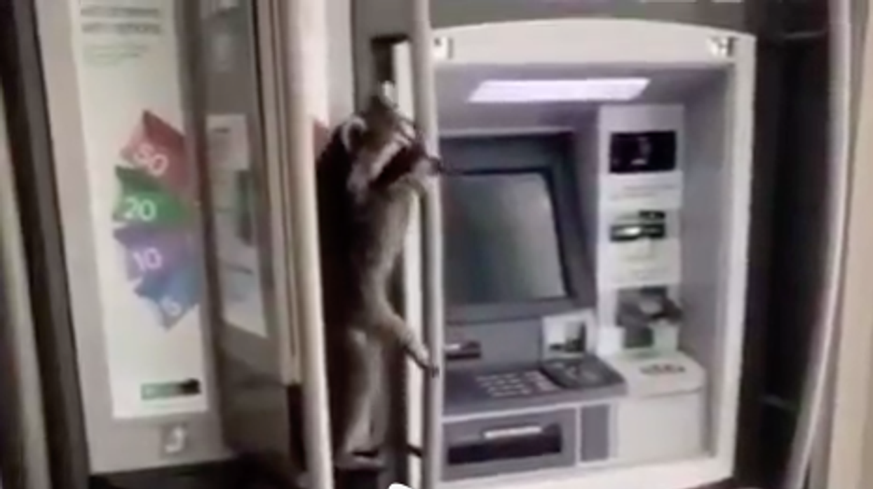 Toronto Raccoon Creeps On People While They Take Money Out At A TD Bank (VIDEO)