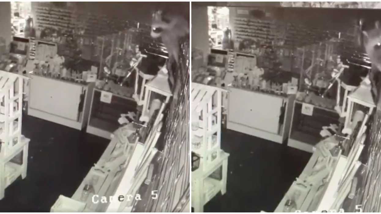 Toronto Raccoon Video Shows The Creature Robbing A Store & Leaving It In Shambles