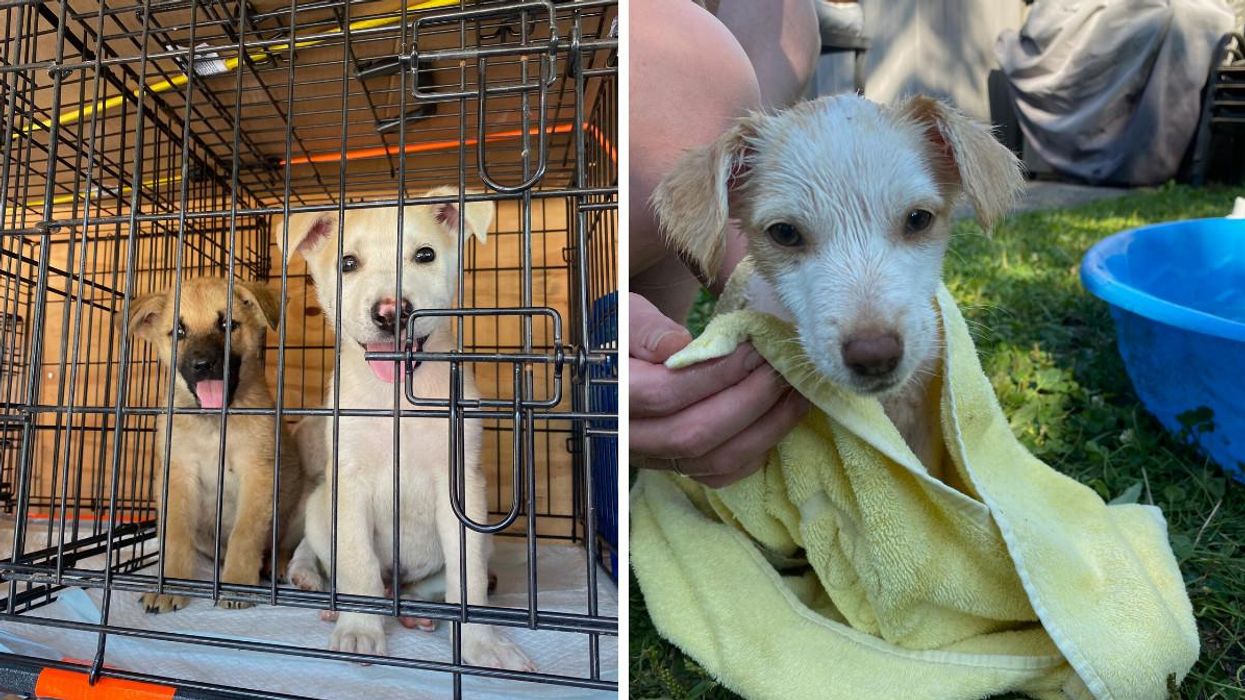 Toronto Rescues Dogs During Manitoba Fires & They Need Homes