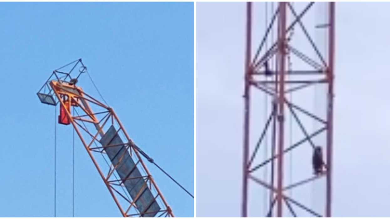 Toronto's Crane Raccoon Is Safe After Dodging The City's Trap But Stealing The Food