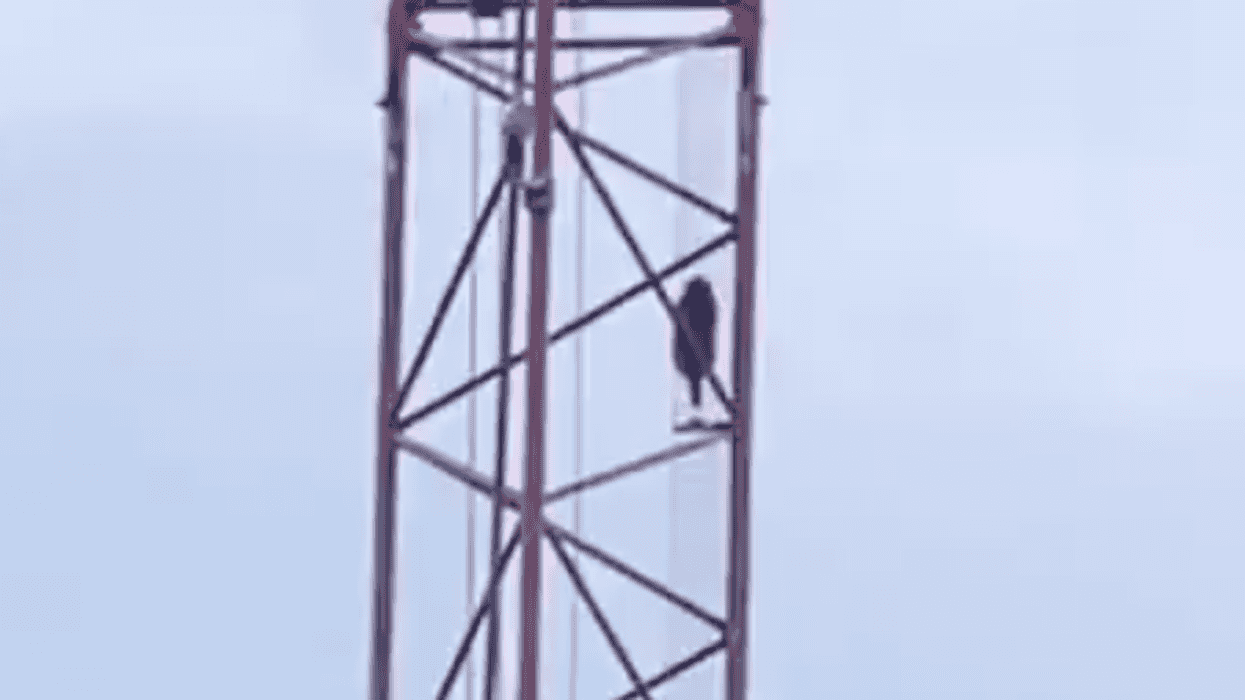 Toronto's Crane Raccoon Is Still Hanging Out Despite The City Trying To Lure It With Food