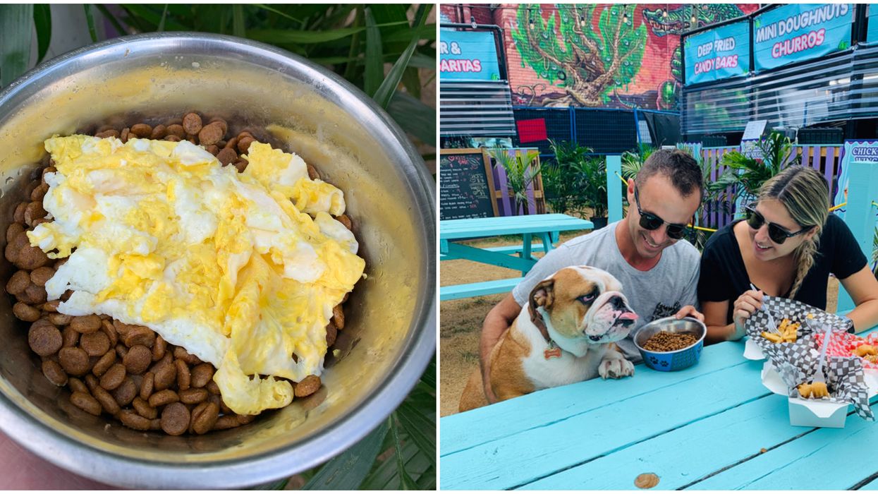 Toronto's Dog Brunch Happening This Month Lets You Chow Down With Your Pup