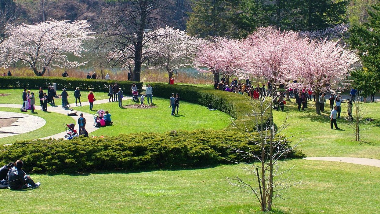 Toronto's High Park in full bloom.