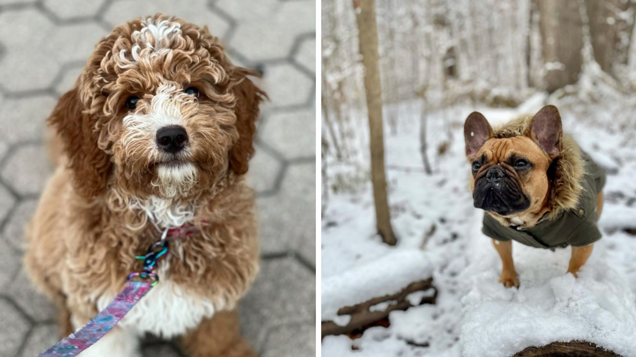 Toronto's Most Popular Pet Names Just Dropped & Some Are Truly Out Of This World