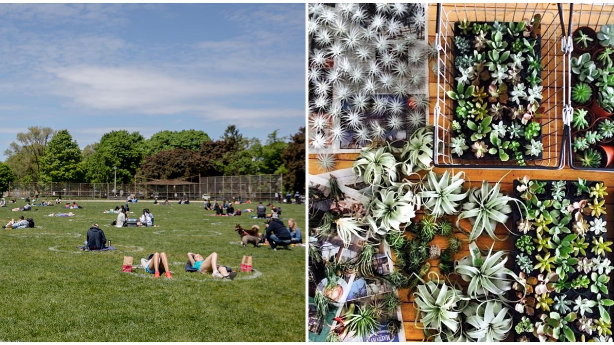 Toronto's Plant Pop-Up Lets You Hang Out In A Social Distancing Circle With A Potted Friend
