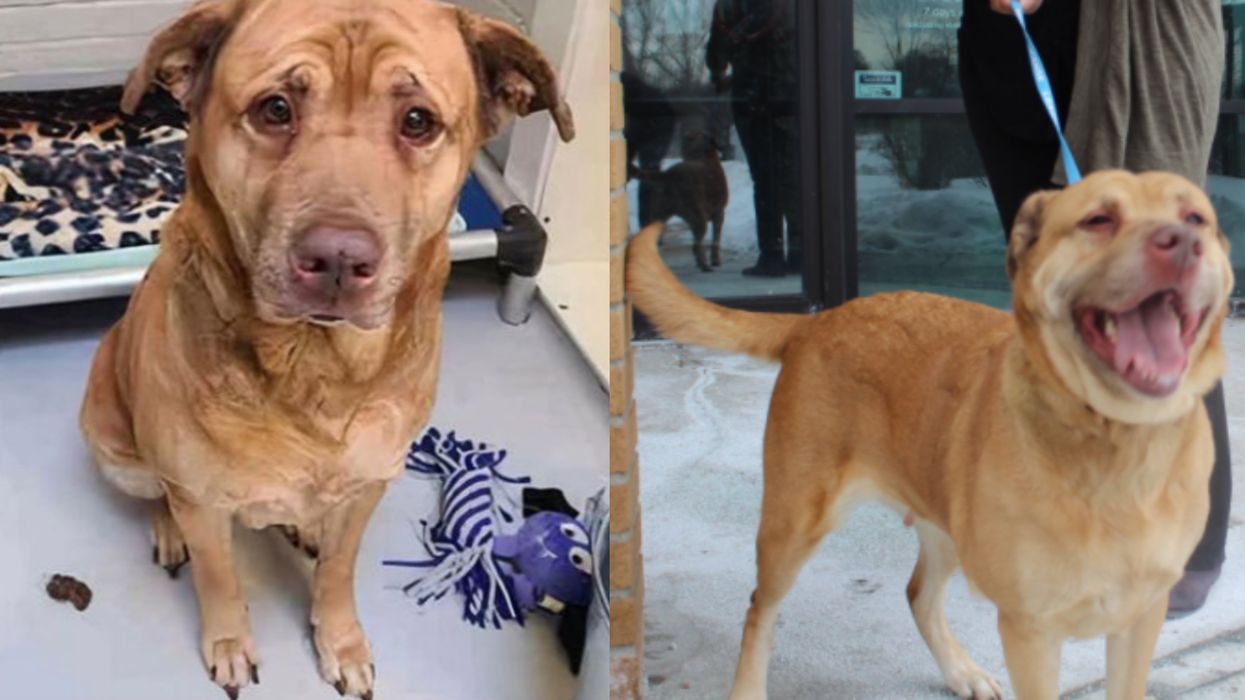 Toronto's Sad Dog Found In High Park Just Got A New Home & She Looks So Happy