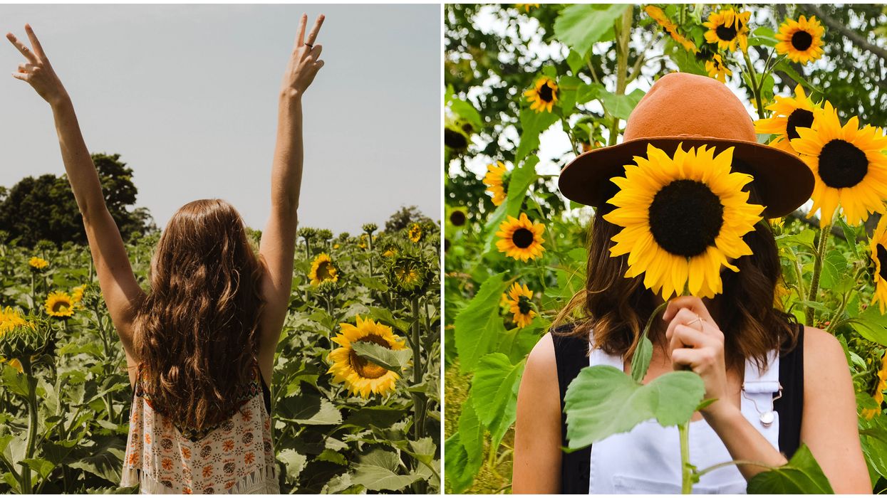Toronto's The Sunflower Farm Is Opening This Week & It's Stunning (PHOTOS)