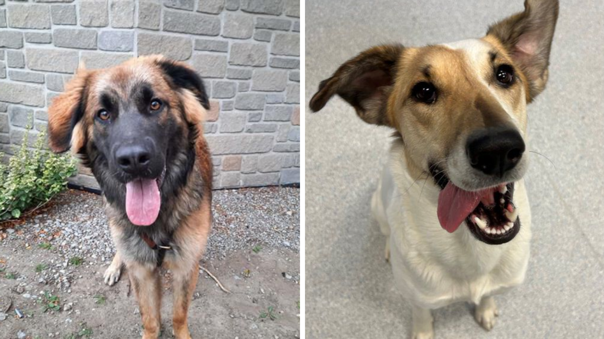 Toronto shelter dogs.