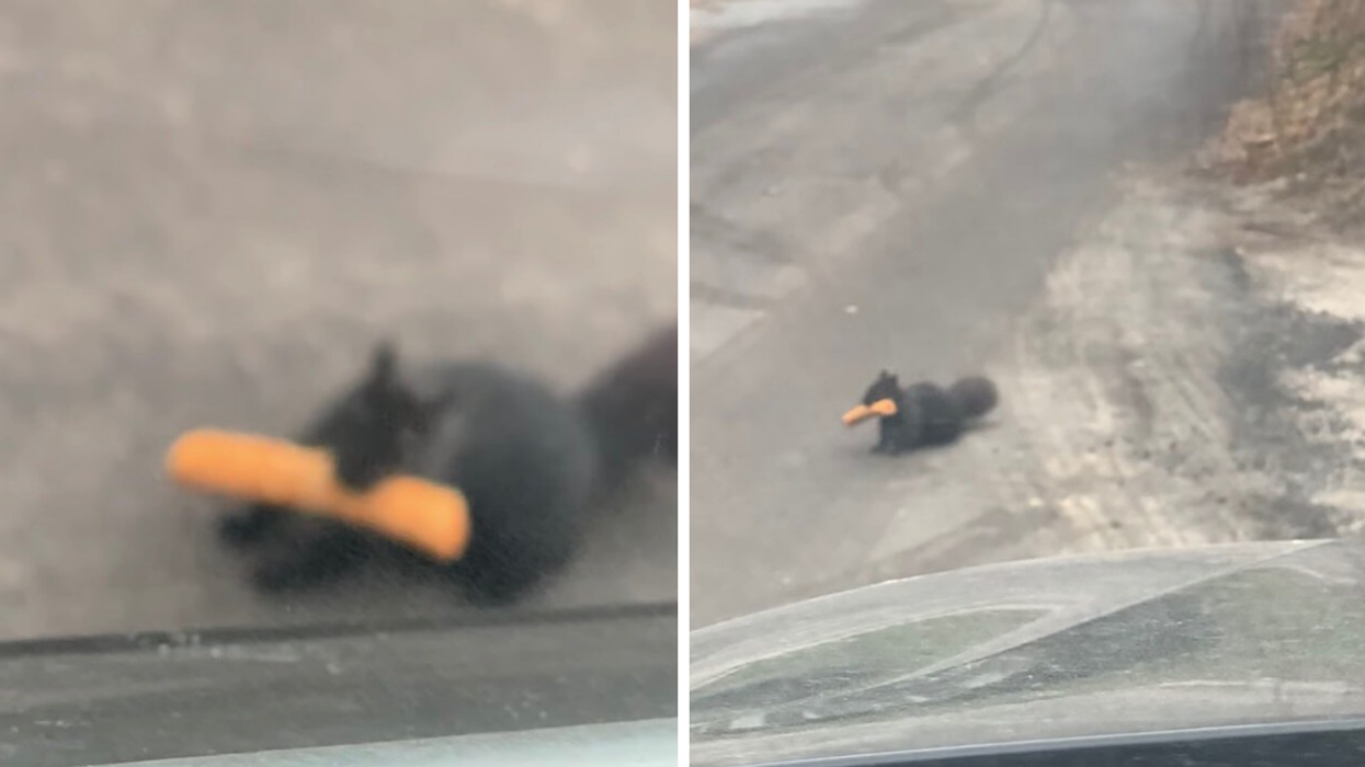 Toronto Squirrel Apparently Stole A 7-Eleven Taquito & It's More Iconic Than Pizza Rat