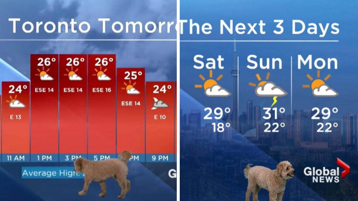 Toronto Weather Forecast Was Ambushed By Pup Looking For Treats & It’s Legit Hysterical (VIDEO)