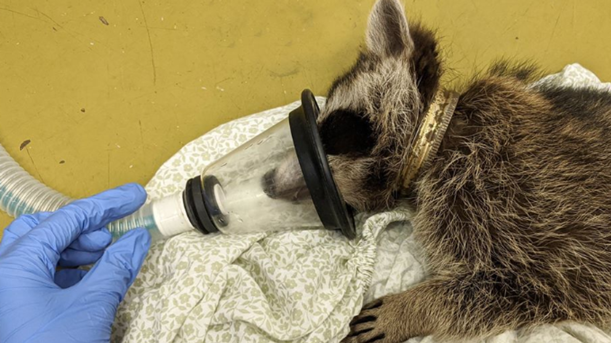 Toronto Wildlife Centre Recuses A Baby Raccoon After It Gets Stuck In A Jar Lid