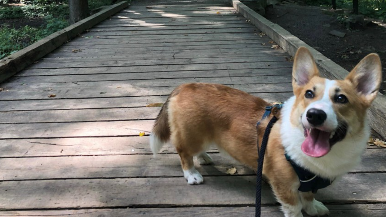 Toronto Woman Wants Justice After Her & Her Corgi Were Bit By An Off-Leash Dog