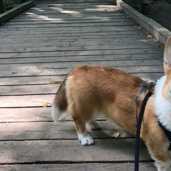Corgi off leash outlet