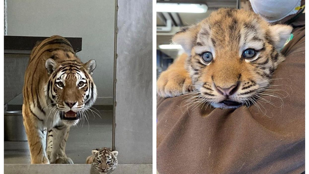 Toronto Zoo Has Rare Tiger Cub On Display For The First Time In Years